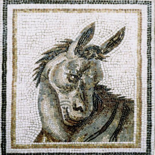 Asno salvaje africano